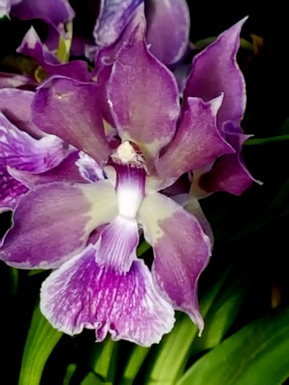 Dendrobium, NYBG, Orchid Show: Thailand