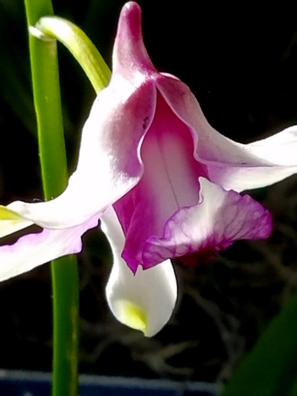 Dendrobrium, NYBG, Orchid Show: Thailand