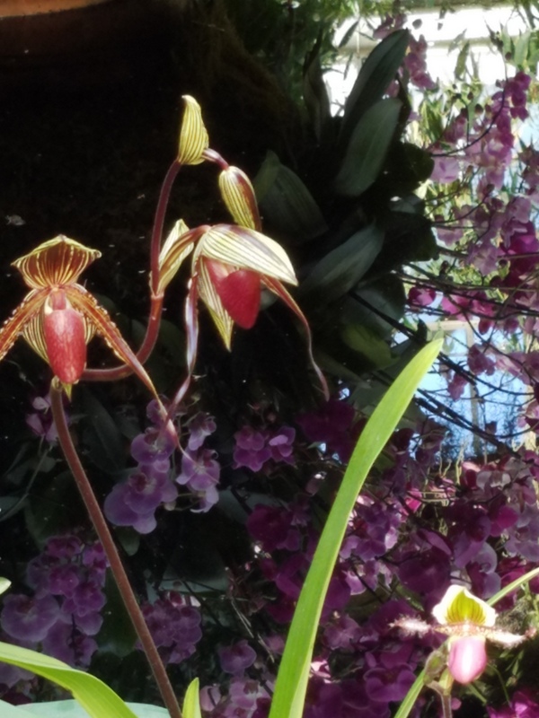 Thai sala, Thailand, NYBG, Orchid Show: Thailand, Phalaenopsis, Paphiopedilum