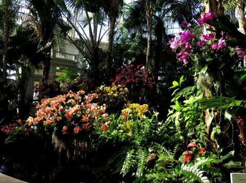 Palms of the World Gallery, NYBG, Orchid Show: Thailand