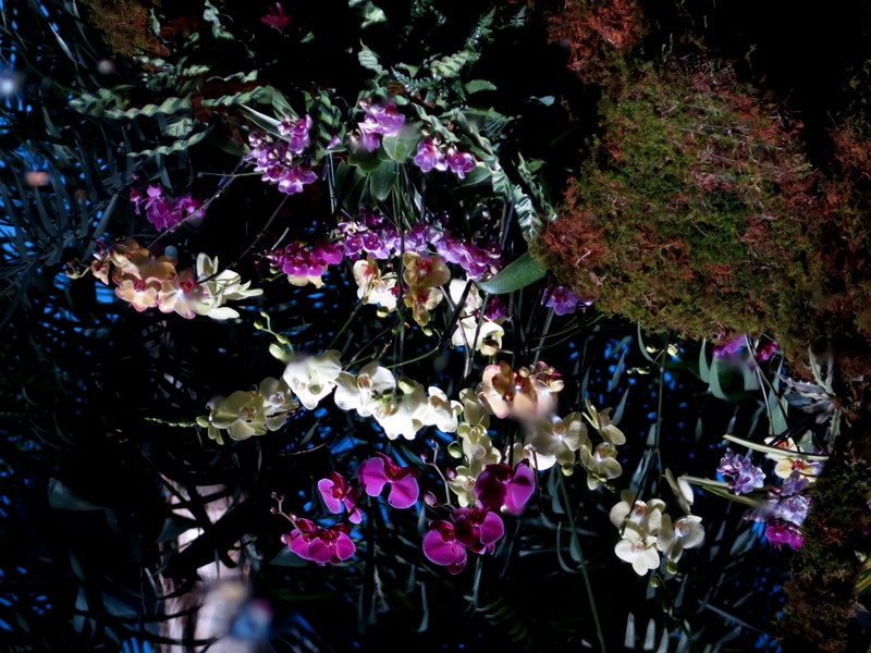 NYBG, 15th Annual Orchid Show, Orchid Show: Thailand, Palms of the World Gallery