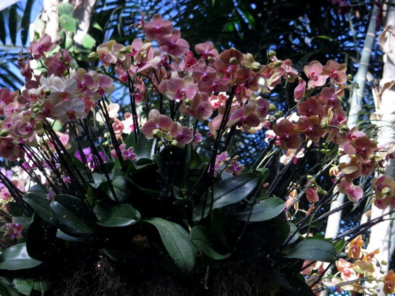 Phaelaenopsis, NYBG, 15th Annual Orchid Show, Orchid Show: Thailand
