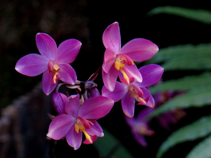 Dendrobium, NYBG, Orchid Show: Thailand