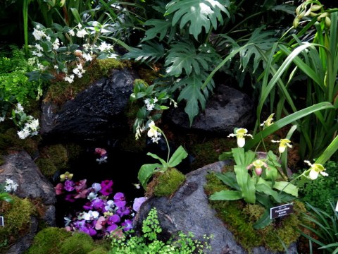 Paphiopedilum, Phalaenopsis NYBG, Orchid Show: Thailand