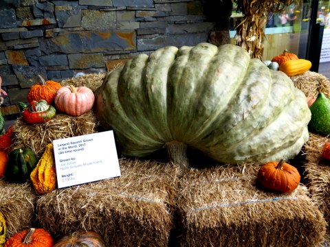 Giant Pumpkin Weekend, NYBG