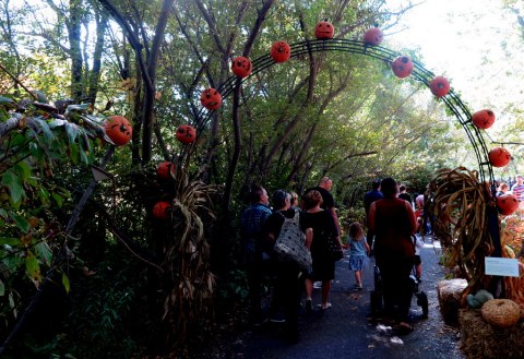 Everett Children's Adventure Garden, Giant Pumpkin Weekend, NYBG