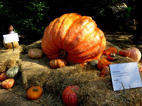 Giant Pumpkin Weekend, NYBG,