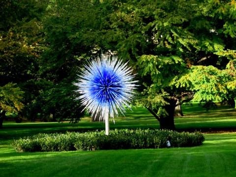 C, NYBG 2017, Dale Chihulyhihuly Exhibit, 'Sapphire Star,' 2010