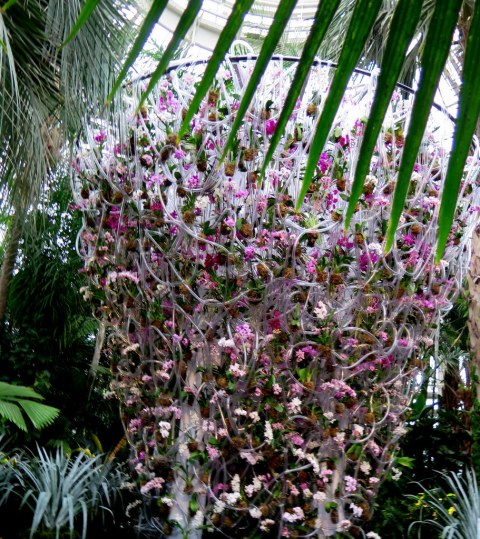 2018 NYBG Orchid Show, Palms of the World Gallery, Daniël Ost,