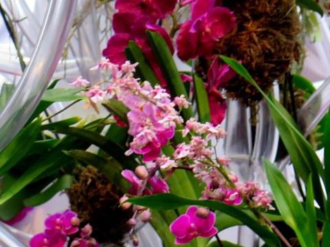 Palms of the World Gallery, 2018 NYBG Orchid Show,