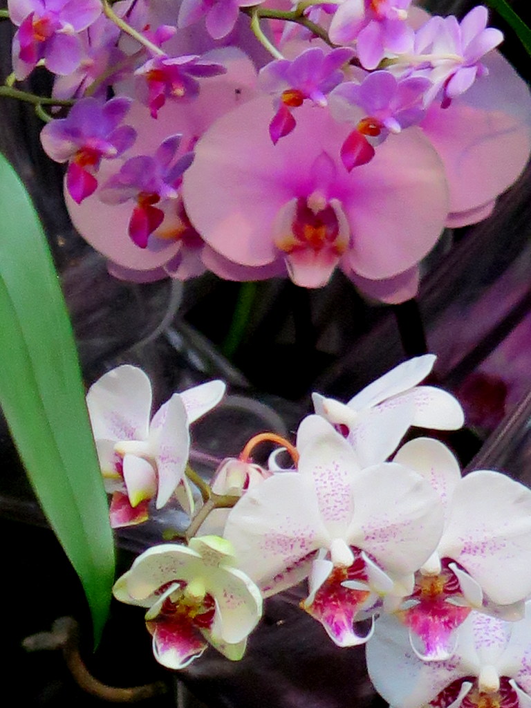 Daniël Ost, Palms of the World Gallery, 2018 NYBG Orchid Show