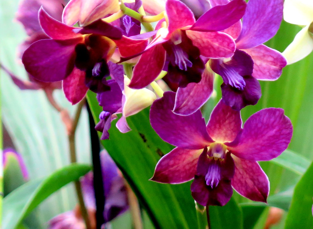 2018 NYBG Orchid Show, Daniël Ost,