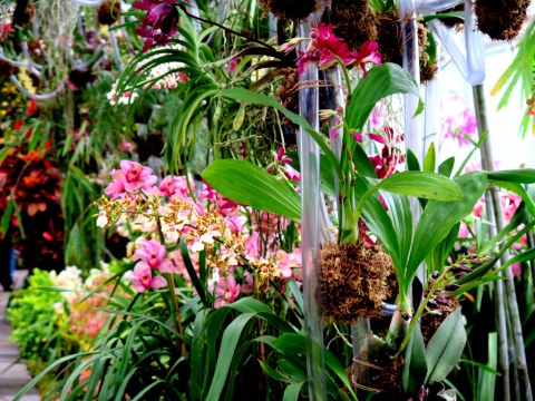 2018 NYBG Orchid Show, Daniël Ost,