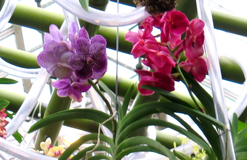 vandas, 2018 NYBG Orchid Show,