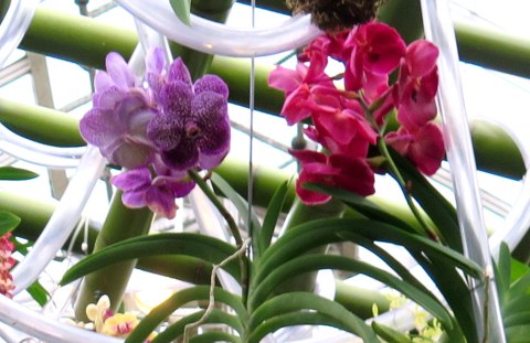 vandas, 2018 NYBG Orchid Show,