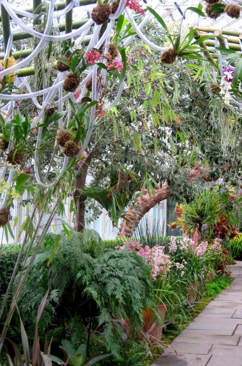 2018 NYBG Orchid Show, Daniël Ost,