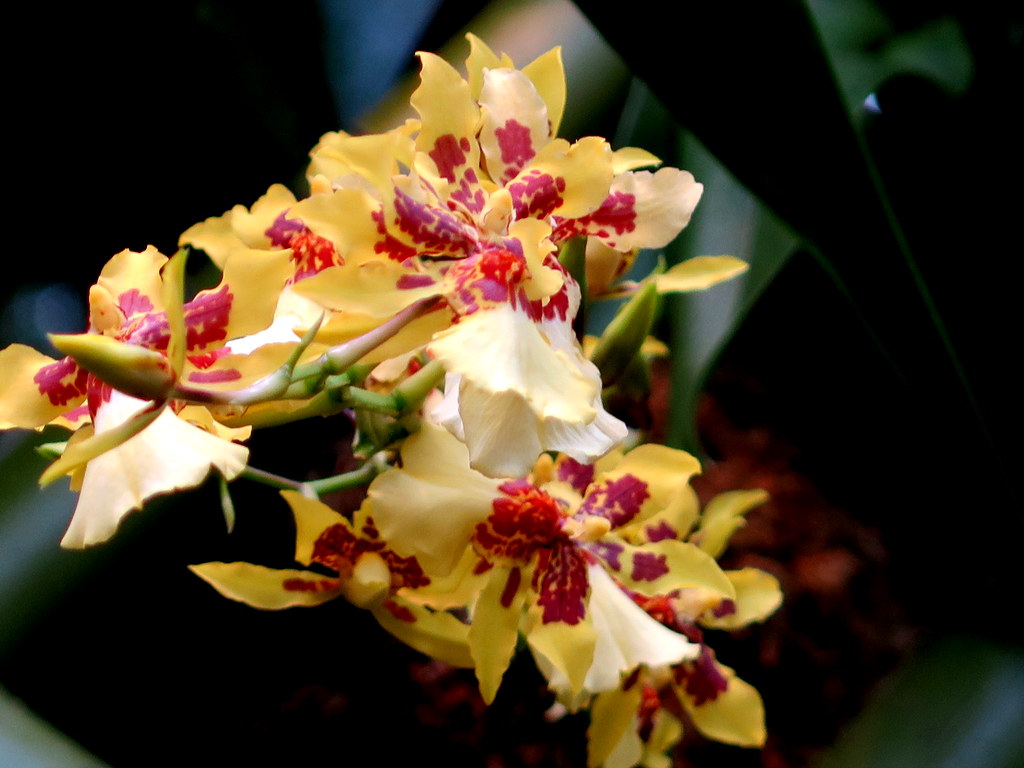 2018 NYBG Orchid Show, Daniël Ost,