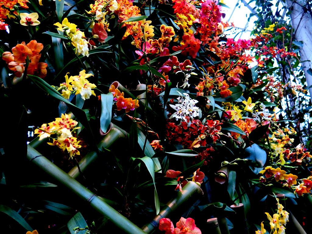 Daniël Ost, 2018 NYBG Orchid Show
