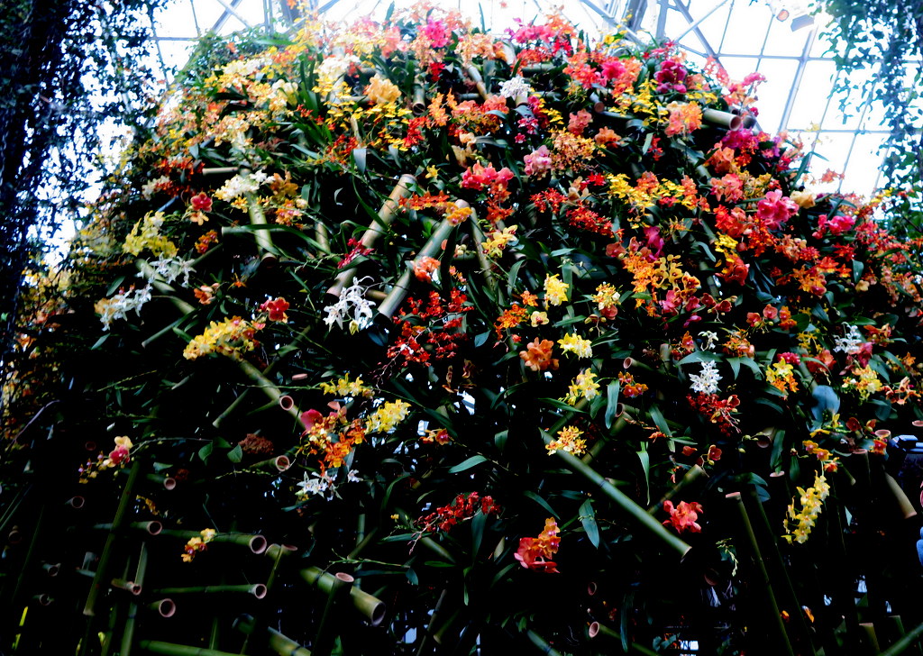 2018 NYBG Orchid Show,