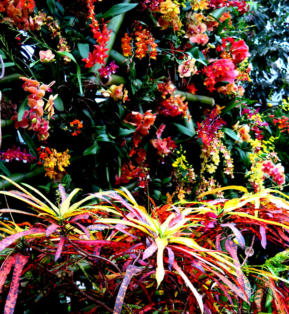 2018 NYBG Orchid Show, Daniël Ost,