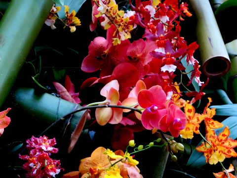 Daniël Ost, 2018 NYBG Orchid Show