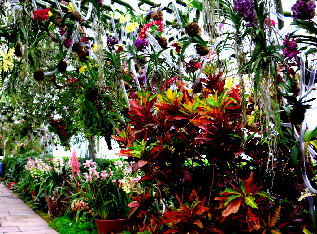 2018 NYBG Orchid Show, Daniël Ost,