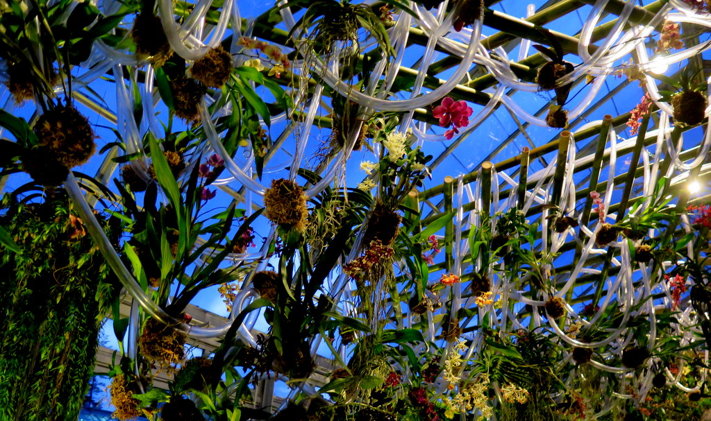 2018 NYBG Orchid Show, orchid evenings, Daniël Ost,