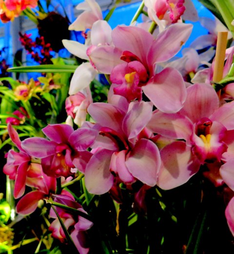 Daniël Ost, cymbidium, 2018 NYBG Orchid Show, orchid evenings