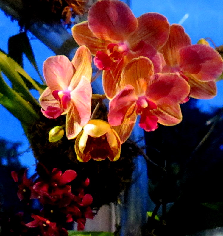 2018 NYBG Orchid Show, orchid evenings, Daniël Ost, Belgian floral artist