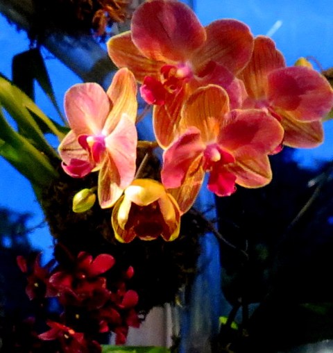 2018 NYBG Orchid Show, orchid evenings, Daniël Ost, Belgian floral artist