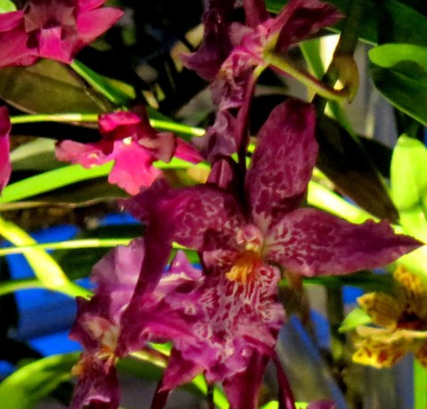 2018 NYBG Orchid Show, orchid evenings, Belgian floral artist, Daniël Ost,