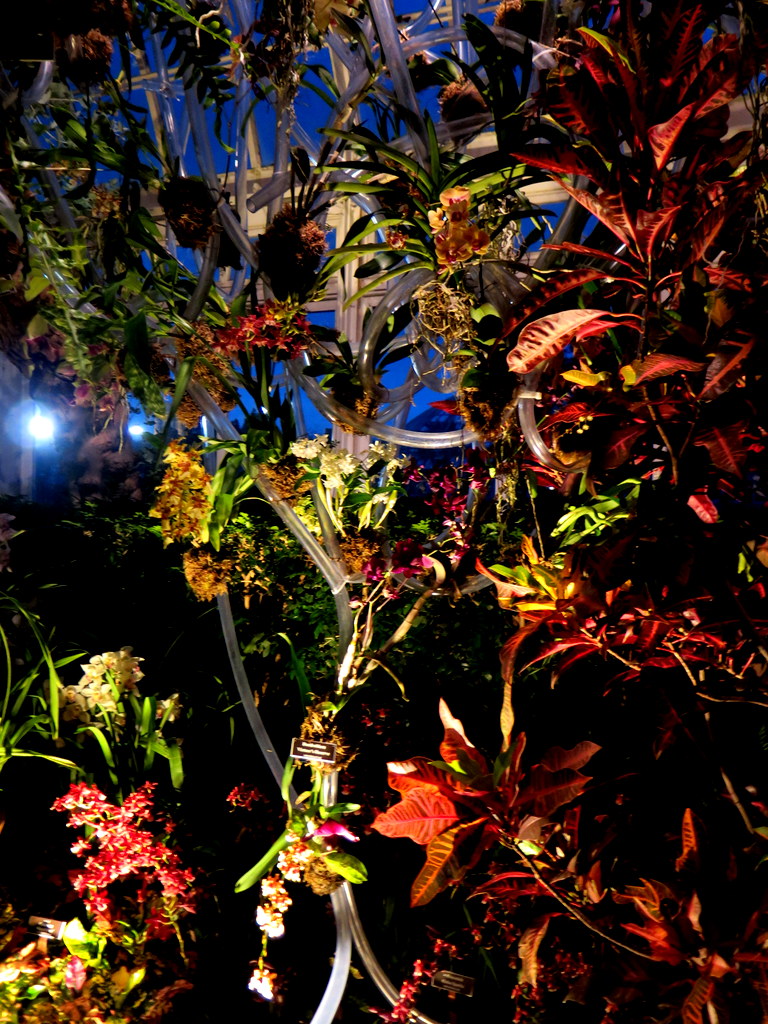 Daniël Ost, 2018 NYBG Orchid Show, orchid evenings