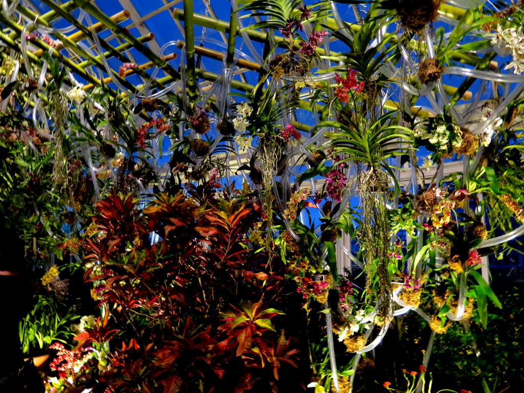 2018 NYBG Orchid Show, orchid evenings,
