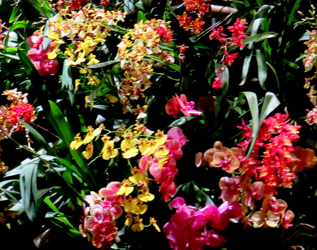 2018 NYBG Orchid Show, orchid evenings,