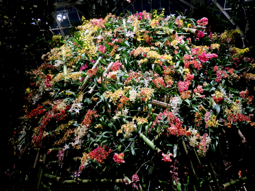 2018 NYBG Orchid Show, orchid evenings,