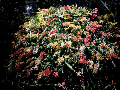 2018 NYBG Orchid Show, orchid evenings,