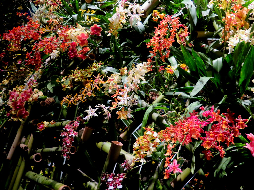 2018 NYBG Orchid Show, orchid evenings, Daniël Ost