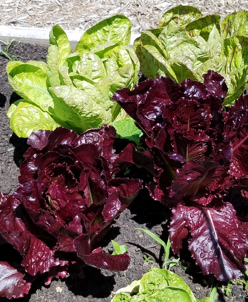 Edible Academy, Opening Day Ceremonies, NYBG