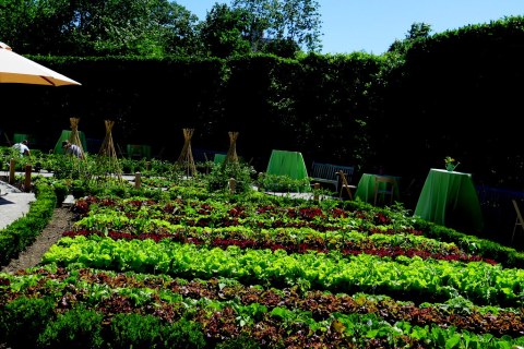 Edible Academy, NYBG, Opening Day Ceremony June 14