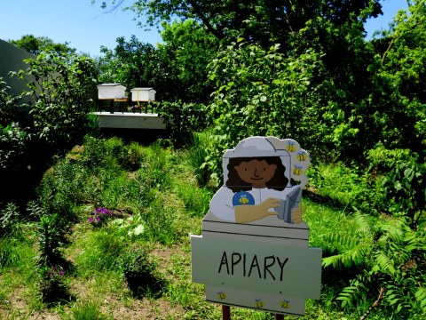 Apiary, Edible Academy, NYBG