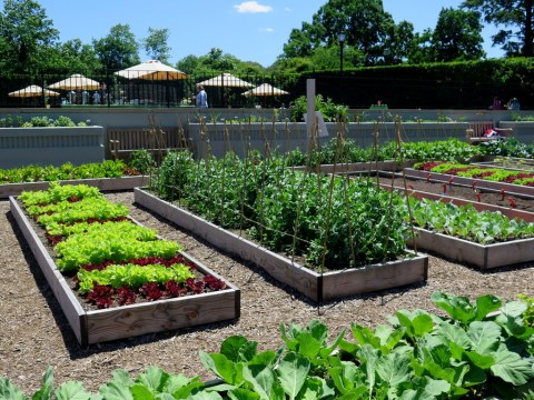 NYBG, Edible Academy, Opening Day Ceremony June 14