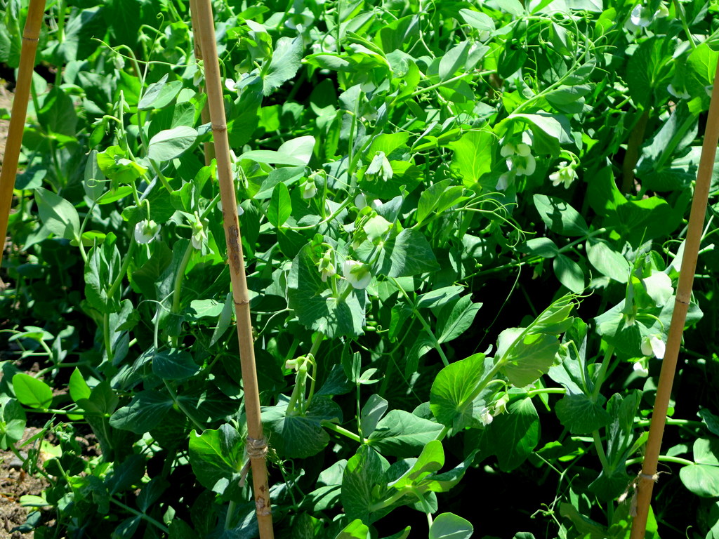 Edible Academy, NYBG