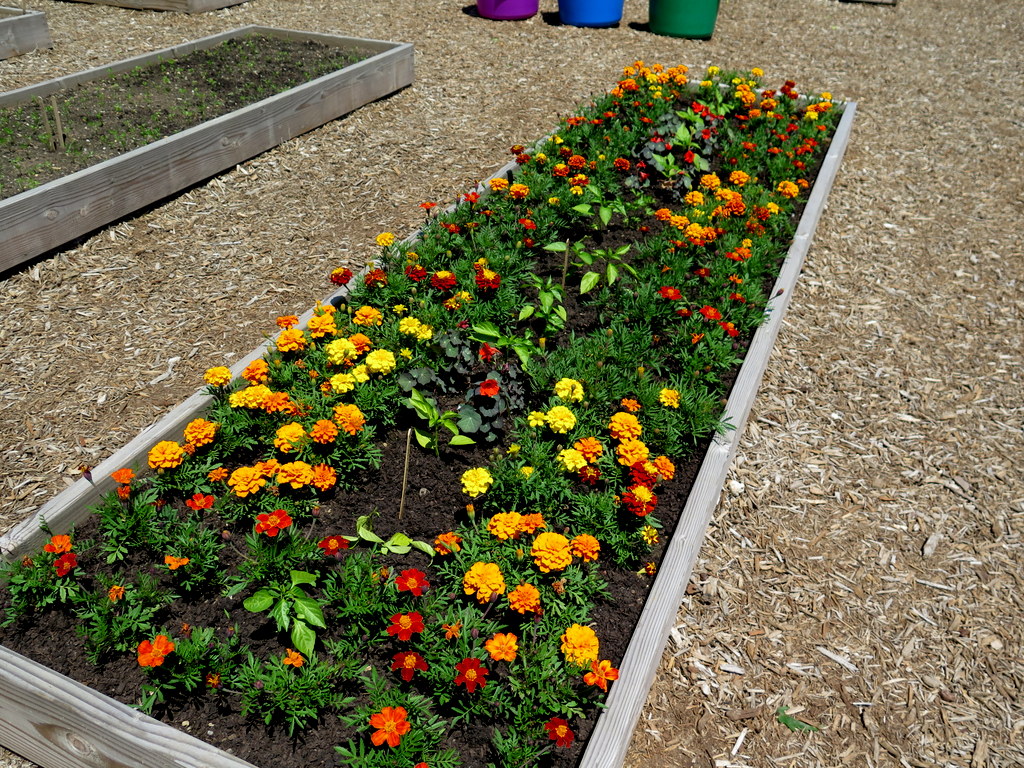 marigolds, NYBG, Edible Academy, Opening Day Ceremonies
