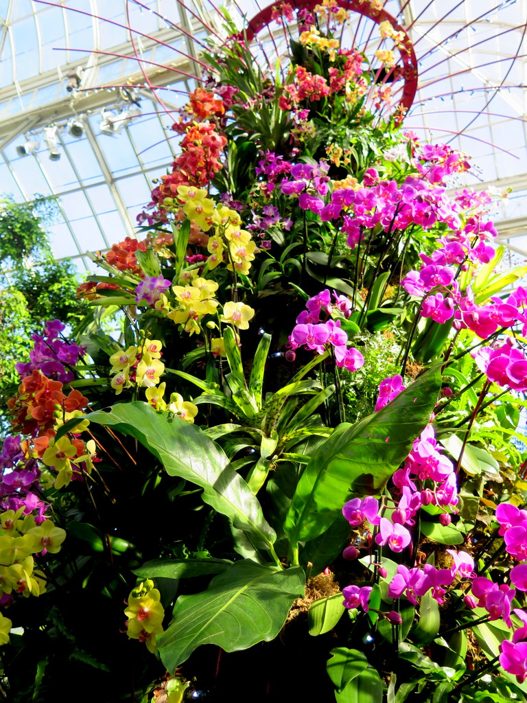 The Orchid Show: Singapore, 17th Annual Orchid Show, NYBG, Enid A. Haupt Conservatory, Singapore