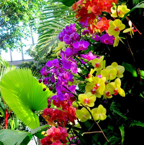 The Orchid Show: Singapore, 17th Annual Orchid Show, NYBG, Enid A. Haupt Conservatory, Singapore