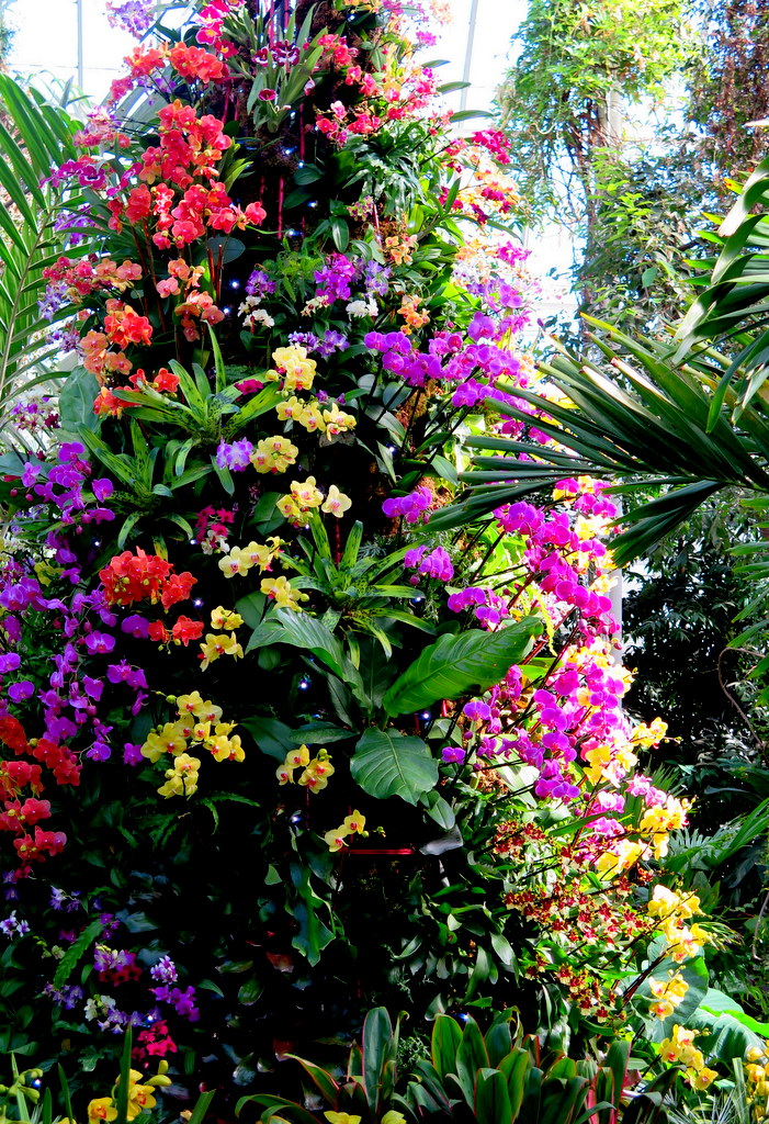 The Orchid Show: Singapore, 17th Annual Orchid Show, NYBG, Enid A. Haupt Conservatory, Singapore