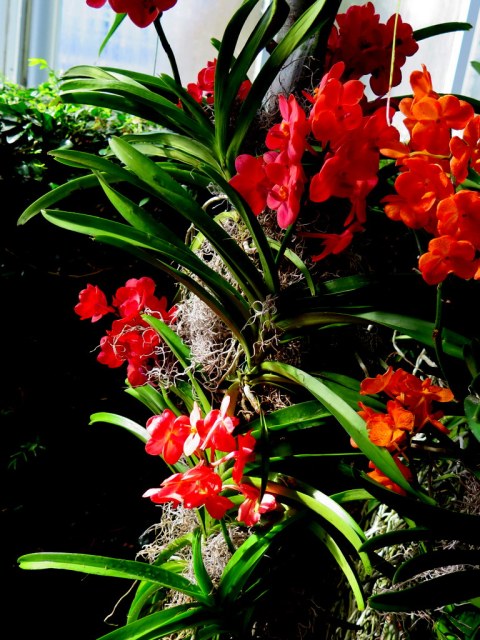 NYBG Orchid Show: Singapore, Gardens by the Bay, Singapore Botanic Gardens, NYBG, NYBG 17th Annual Orchid Show