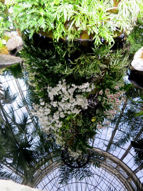 The Orchid Show: Singapore, 17th Annual Orchid Show, NYBG, Enid A. Haupt Conservatory, Singapore