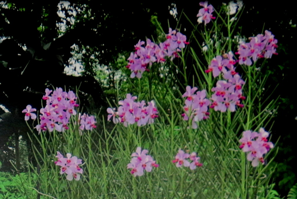17th Annual NYBG Orchid Show, Vanda orchid hybrids, Miss Joaquim, NYBG Orchid Show: Singapore, NYBG, Enid A. Haupt Conservatory