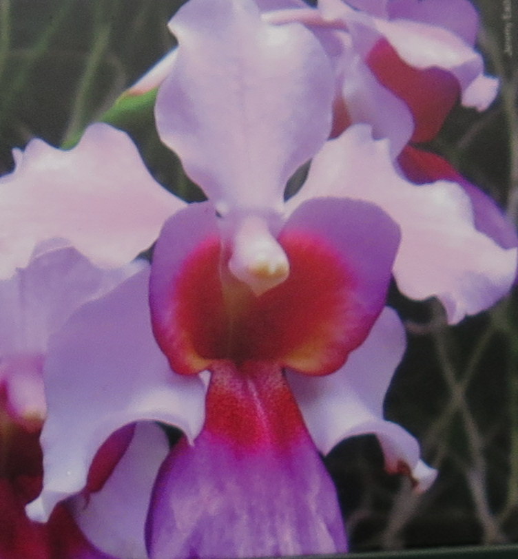Vanda 'Miss Joaquim' hybrid orchid, Singapore National Flower, NYBG Orchid Show: Singapore, Enid A. Haupt Conservatory